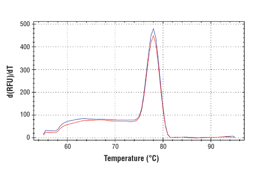 Chromatin Immunoprecipitation Image 1: SimpleChIP<sup>®</sup> Mouse TULP4 Promoter Primers