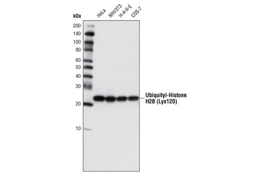 Western Blotting Image 1: Ubiquityl-Histone H2B (Lys120) (D11) XP<sup>®</sup> Rabbit mAb (BSA and Azide Free)