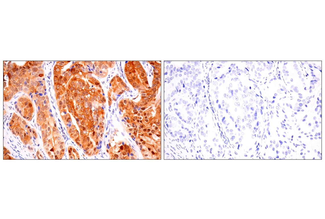 Immunohistochemistry Image 16: ACBP/DBI (E4V8V) XP<sup>®</sup> Rabbit mAb