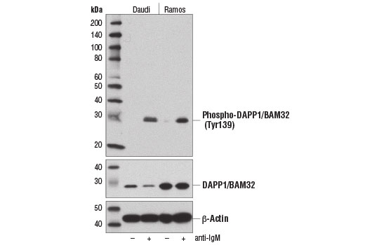 Western Blotting Image 1: Phospho-DAPP1/BAM32 (Tyr139) (D7G4G) Rabbit mAb