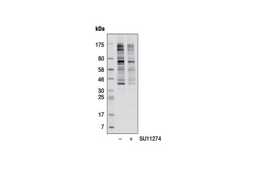 Western Blotting Image 1: Phospho-Akt Substrate (RXRXXS*/T*) (23C8D2) Rabbit mAb