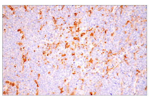 Immunohistochemistry Image 7: Cathepsin D (E7Z4L) XP<sup>®</sup> Rabbit mAb