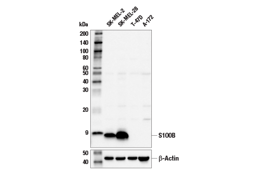Western Blotting Image 1: S100B (E9F2I) Rabbit mAb (BSA and Azide Free)