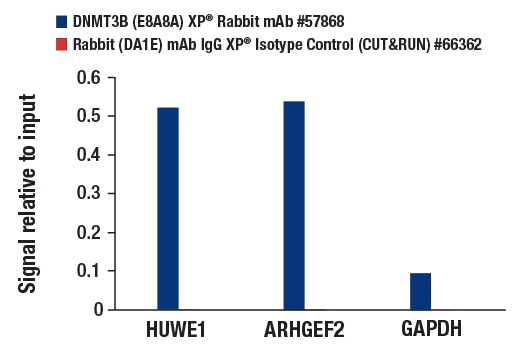 CUT & RUN Image 3: DNMT3B (E8A8A) XP<sup>®</sup> Rabbit mAb