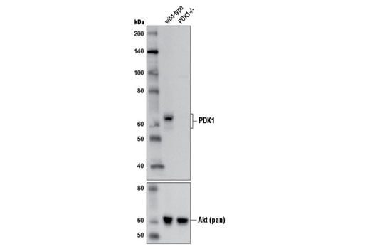Western Blotting Image 1: PDK1 (D4Q4D) Rabbit mAb