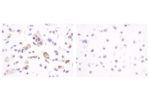 Immunohistochemistry Image 3: Phospho-Tau (Ser404) (D2Z4G) Rabbit mAb
