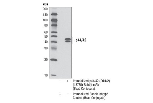 Immunoprecipitation Image 1: p44/42 MAPK (Erk1/2) (137F5) Rabbit mAb (Sepharose<sup>®</sup> Bead Conjugate)