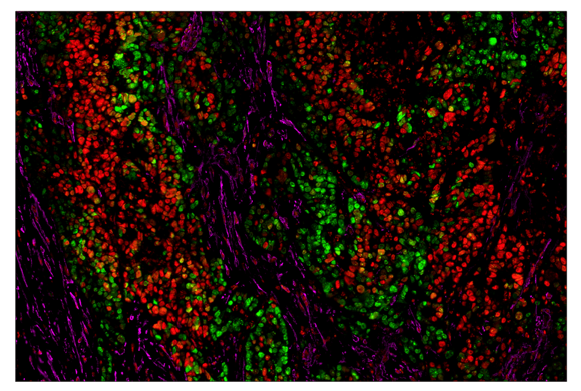 Immunohistochemistry Image 1: Phospho-CREB (Ser133) (87G3) & CO-0125-488 SignalStar™ Oligo-Antibody Pair