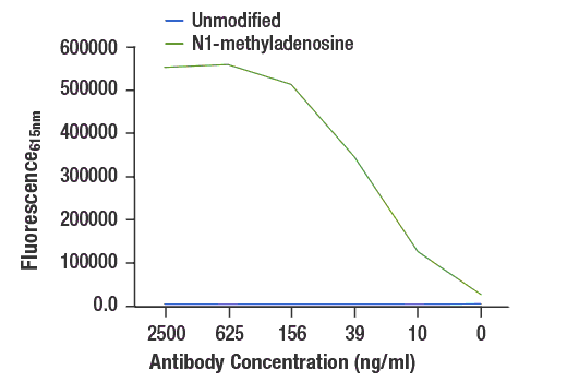 undefined Image 1: N1-Methyladenosine (m1A) (E8S7H) Rabbit mAb