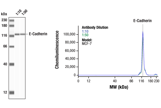 undefined Image 8: Cadherin-Catenin Antibody Sampler Kit