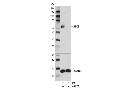 Western Blotting Image 2: APC8 (D5O2D) Rabbit mAb