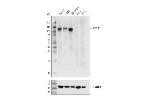 Western Blotting Image 1: CD133 (D4W4N) XP<sup>®</sup> Rabbit mAb (BSA and Azide Free)