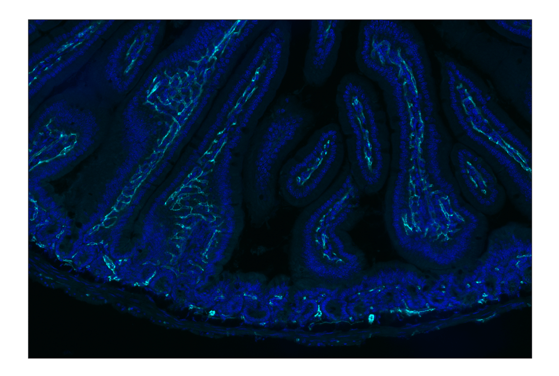 Immunohistochemistry Image 1: CD31 (PECAM-1) (D8V9E) XP® Rabbit mAb (Alexa Fluor® 750 Conjugate)