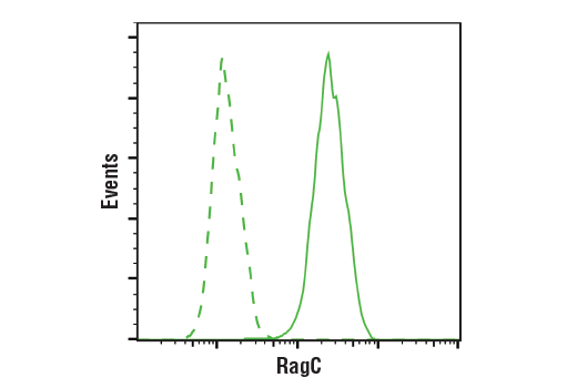 undefined Image 14: Rag and LAMTOR Antibody Sampler Kit