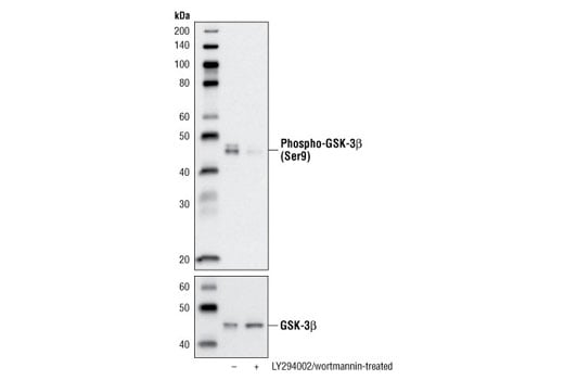 Western Blotting Image 2: Phospho-GSK-3β (Ser9) (D85E12) XP<sup>®</sup> Rabbit mAb