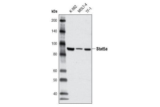 Western Blotting Image 1: Stat5a (4H1) Mouse mAb (BSA and Azide Free)