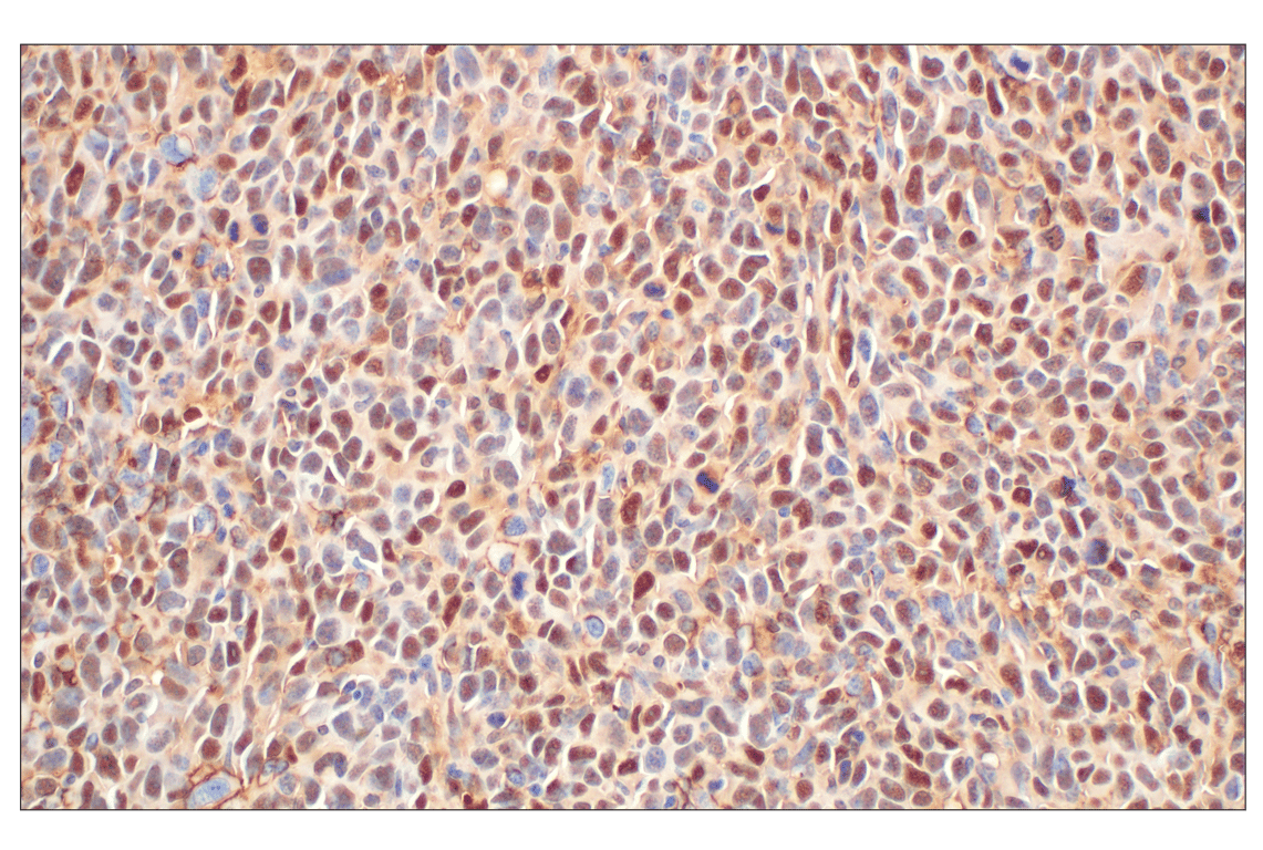 Immunohistochemistry Image 10: Annexin V (E3W8V) Rabbit mAb (BSA and Azide Free)