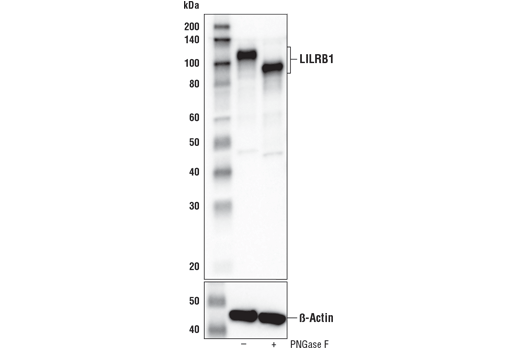 Western Blotting Image 1: LILRB1/CD85j (D4L8L) Rabbit mAb