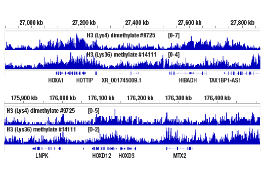 CUT & RUN Image 2: Di-Methyl-Histone H3 (Lys4) (C64G9) Rabbit mAb