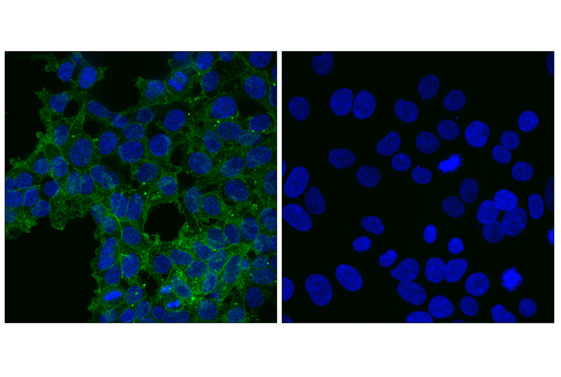 undefined Image 4: Rho-GTPase Antibody Sampler Kit