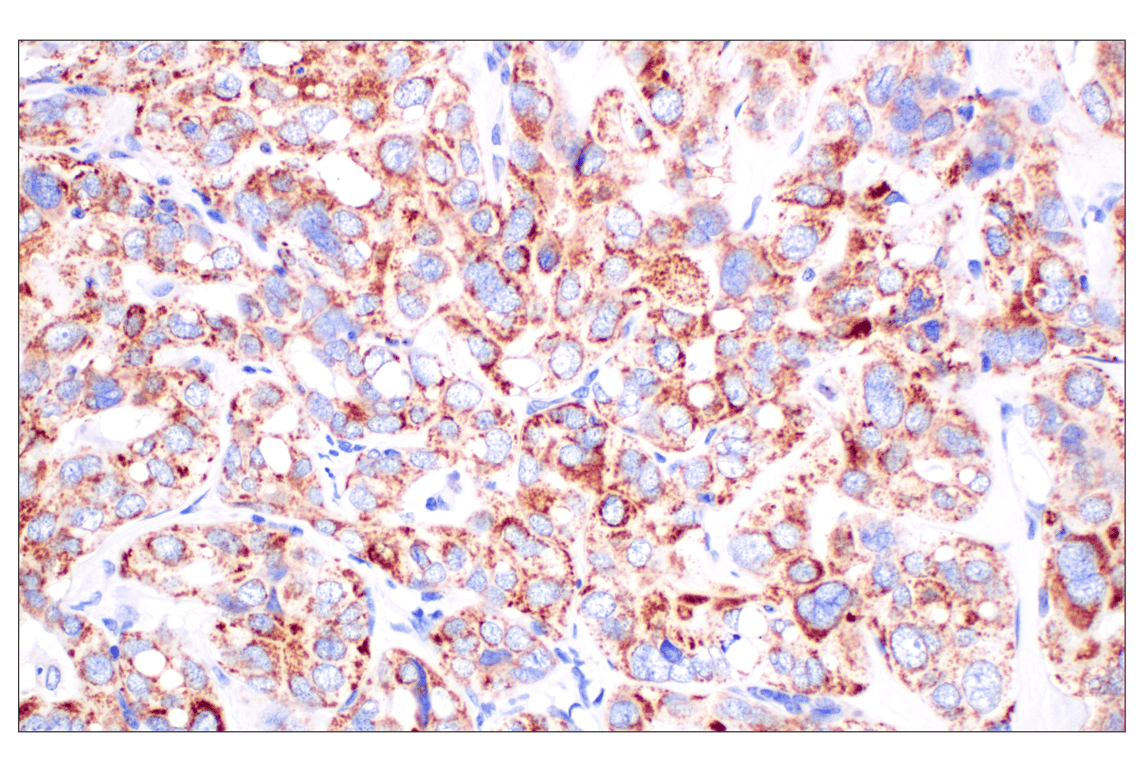 Immunohistochemistry Image 3: CPT1A (E3Y1V) Rabbit mAb