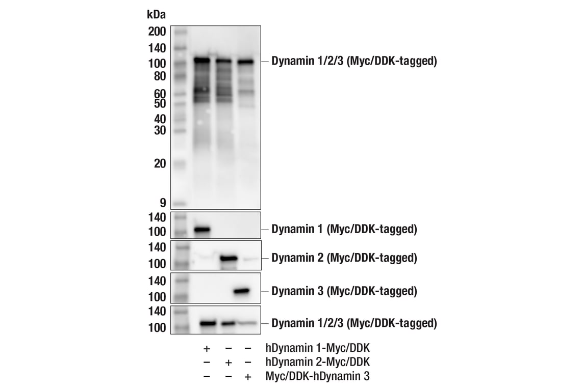 Western Blotting Image 2: Dynamin (pan) (F2E9N) Rabbit mAb