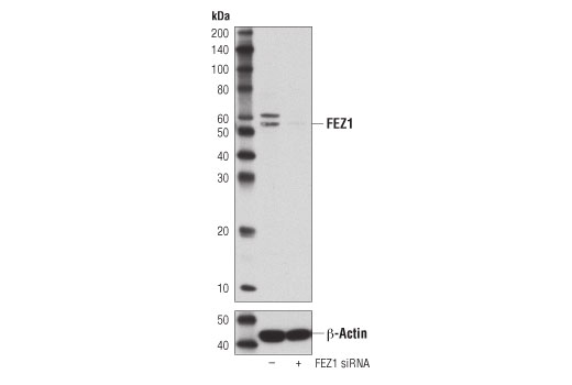 Western Blotting Image 3: FEZ1 (D9R8Q) Rabbit mAb