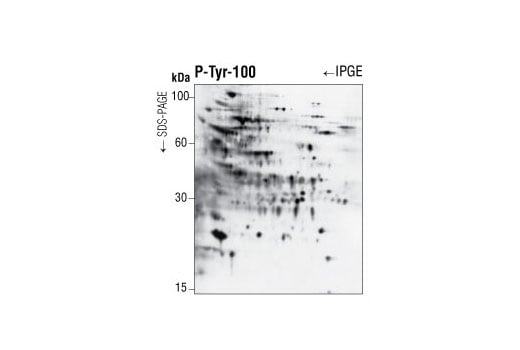 Western Blotting Image 1: Phospho-Tyrosine Mouse mAb (P-Tyr-100) (Biotinylated)