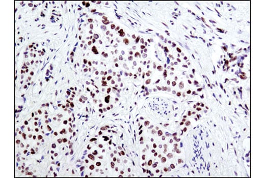 Immunohistochemistry Image 1: Acetyl-Histone H2B (Lys5) (D5H1S) XP<sup>®</sup> Rabbit mAb