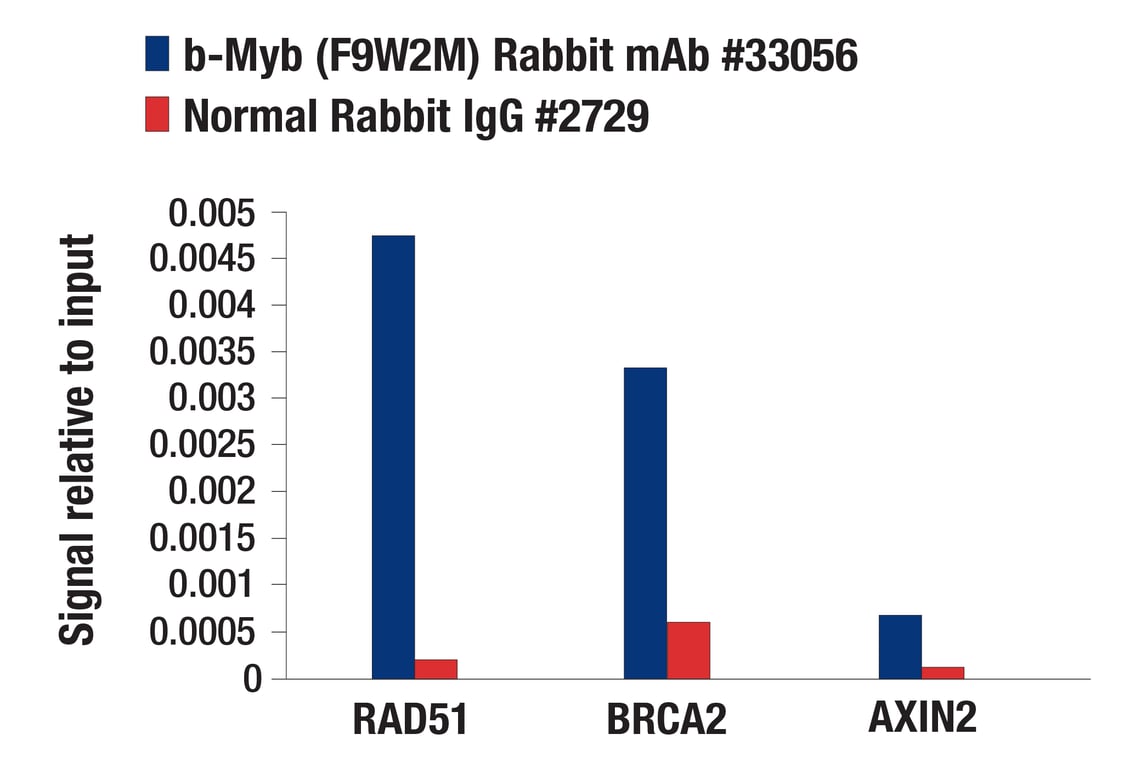 Chromatin Immunoprecipitation Image 1: b-Myb (F9W2M) Rabbit mAb