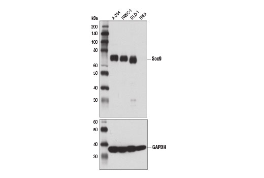 Western Blotting Image 1: Sox9 (D8G8H) Rabbit mAb (BSA and Azide Free)