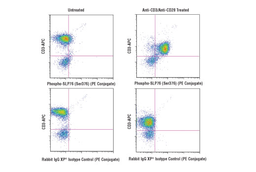 Flow cytometric analysis of human peripheral blood mononuclear cells, untreated (left column) or treated with cross-linked anti-CD3 plus anti-CD28 (10 μg/ml each, 15 min; right column), using Phospho-SLP-76 (Ser376) (D7S1K) XP® Rabbit mAb (PE Conjugate) (top row) or concentration-matched Rabbit (DA1E) mAb IgG XP® Isotype Control (PE Conjugate) #5742 (bottom row), and co-stained with a CD3 antibody.