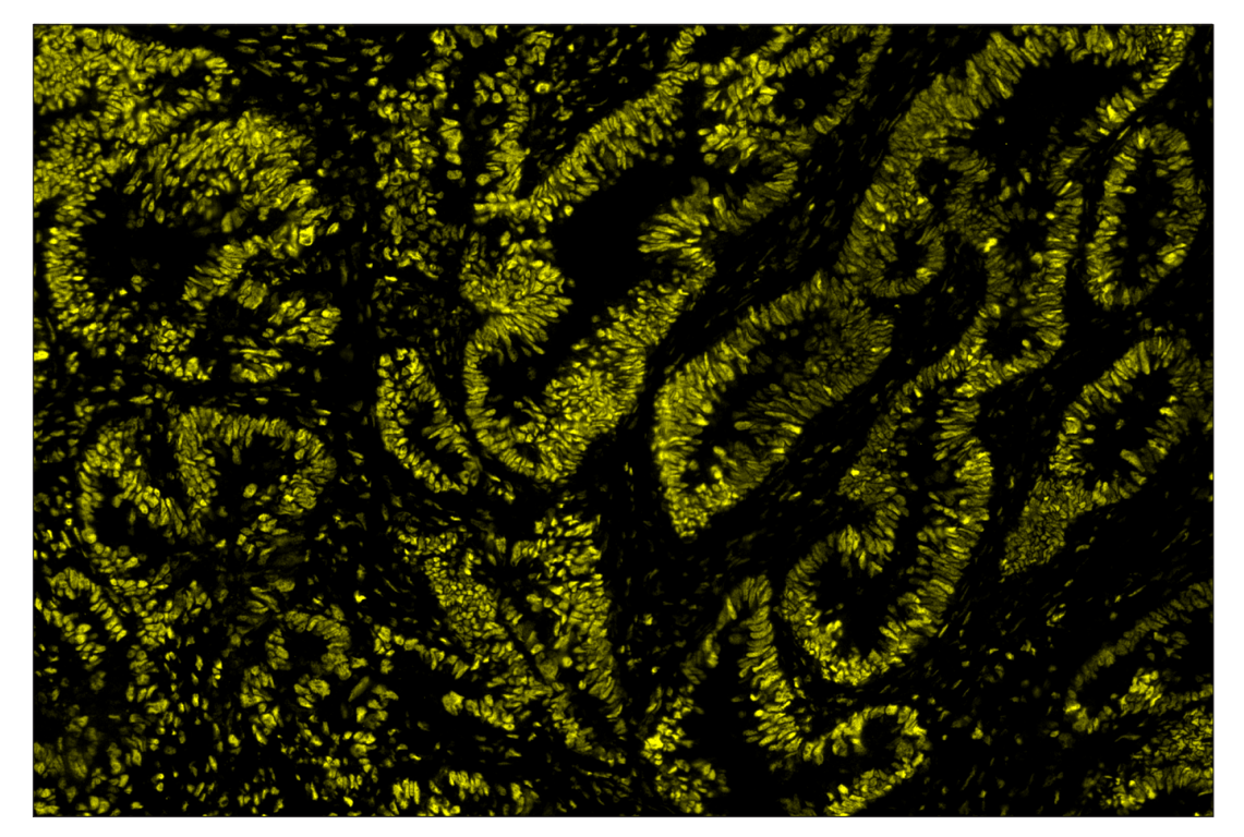 Immunohistochemistry Image 3: Phospho-CREB (Ser133) (87G3) & CO-0125-488 SignalStar<sup>™</sup> Oligo-Antibody Pair