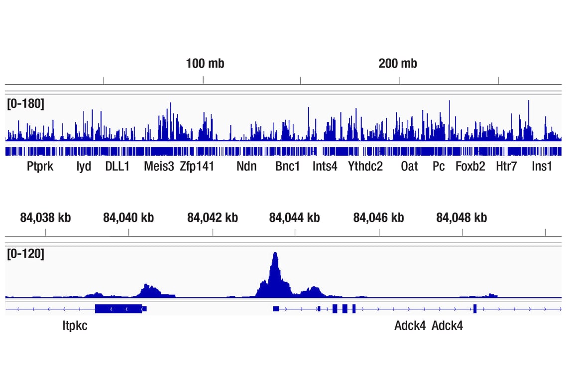 CUT & RUN Image 2: Phospho-c-Jun (Ser63) (E6I7P) XP<sup>®</sup> Rabbit mAb