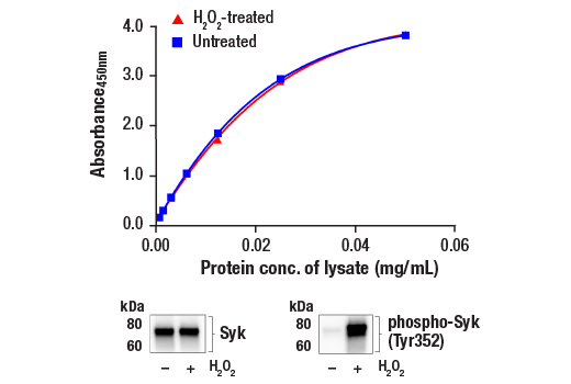 ELISA Image 1: FastScan<sup>™</sup> Total Syk ELISA Kit