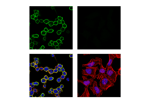 Immunofluorescence Image 1: LAIR-1 (E7X6I) XP<sup>®</sup> Rabbit mAb (BSA and Azide Free)