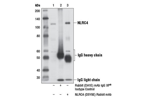 undefined Image 20: Human Reactive Inflammasome Antibody Sampler Kit II