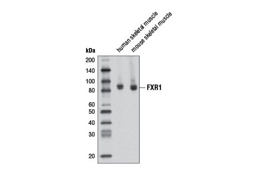 Western Blotting Image 2: FXR1 (D10A2) XP<sup>®</sup> Rabbit mAb