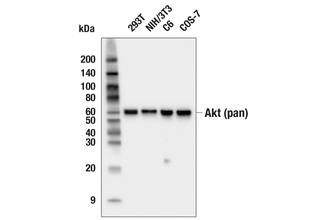 Western Blotting Image 2: Akt (pan) (11E7) Rabbit mAb