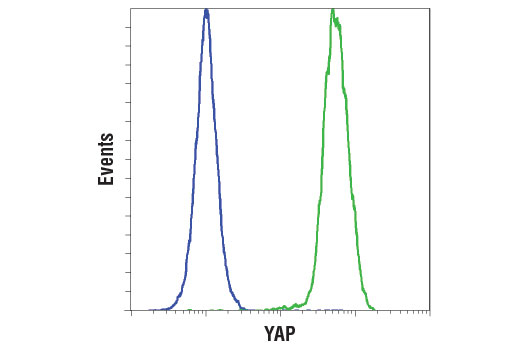 Flow Cytometry Image 1: YAP (D8H1X) XP<sup>®</sup> Rabbit mAb