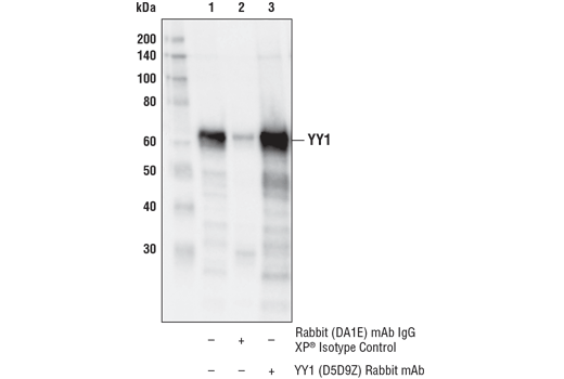 Immunoprecipitation Image 1: YY1 (D5D9Z) Rabbit mAb