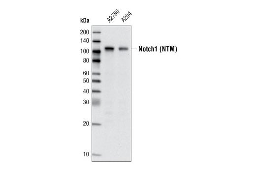 Western Blotting Image 1: Notch1 (5B5) Rat mAb