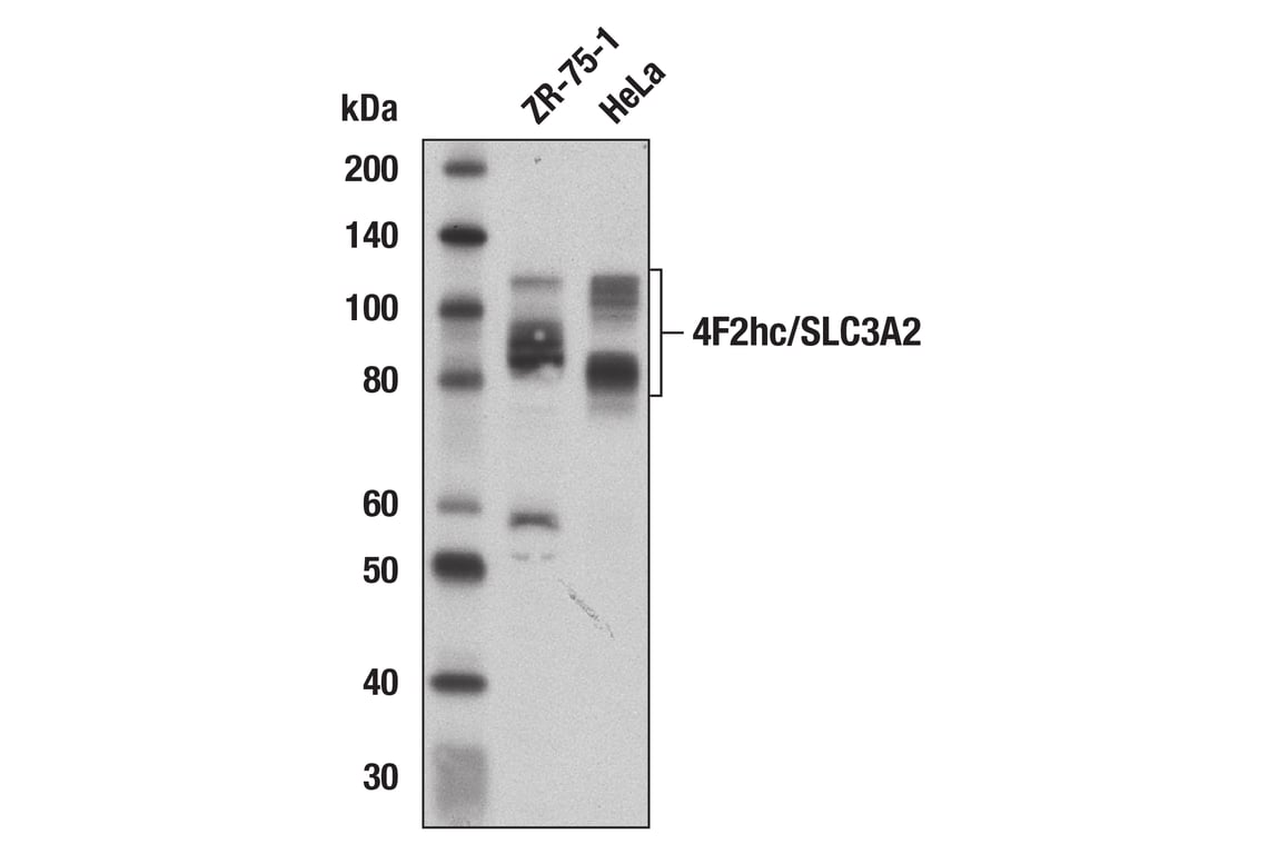 Western Blotting Image 1: 4F2hc/SLC3A2 (D6O3P) Rabbit mAb