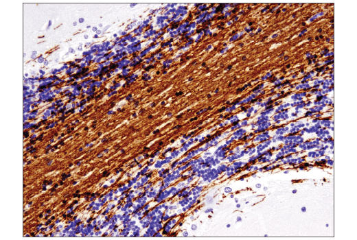 Immunohistochemistry Image 1: MOG (E5K6T) XP<sup>®</sup> Rabbit mAb