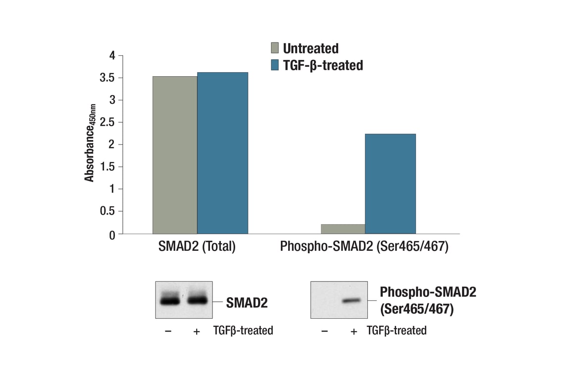 ELISA Image 1: PathScan<sup>®</sup> Phospho-SMAD2 (Ser465/467) Sandwich ELISA Kit