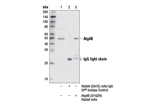 undefined Image 19: Autophagy Vesicle Elongation (LC3 Conjugation) Antibody Sampler Kit