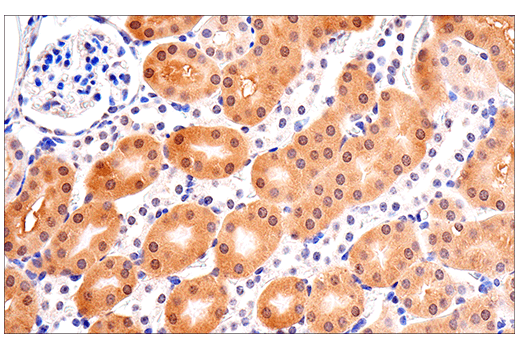 Immunohistochemistry Image 5: SOD1 (E4G1H) XP<sup>®</sup> Rabbit mAb