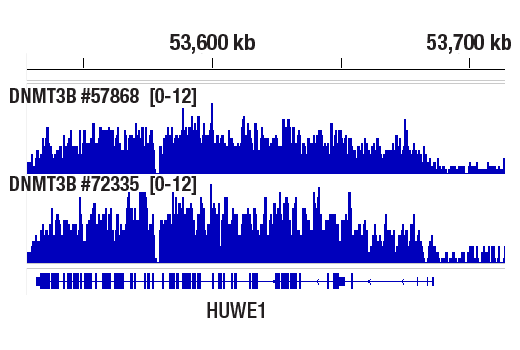 CUT & RUN Image 1: DNMT3B (E8A8A) XP<sup>®</sup> Rabbit mAb