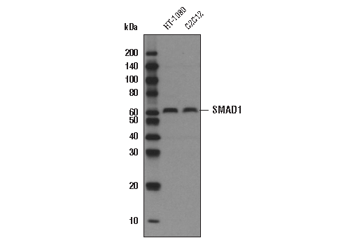 Western Blotting Image 1: SMAD1 (D59D7) XP<sup>®</sup> Rabbit mAb (Biotinylated)