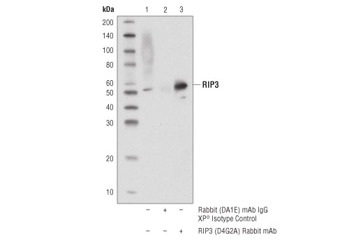 undefined Image 27: Mouse Reactive PANoptosis Antibody Sampler Kit